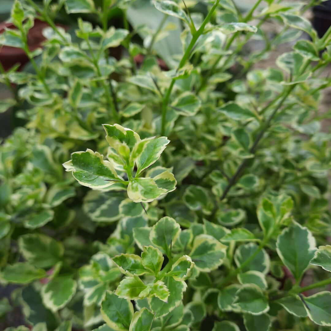Duranta erecta 'Dwarf White'